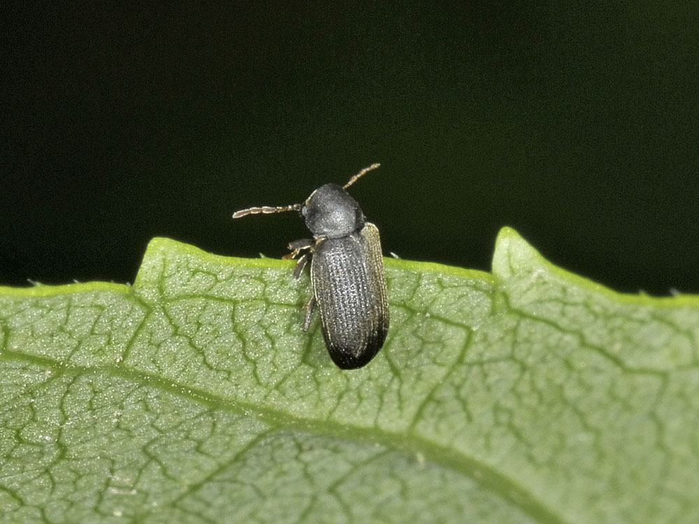 Anobium denticolle?